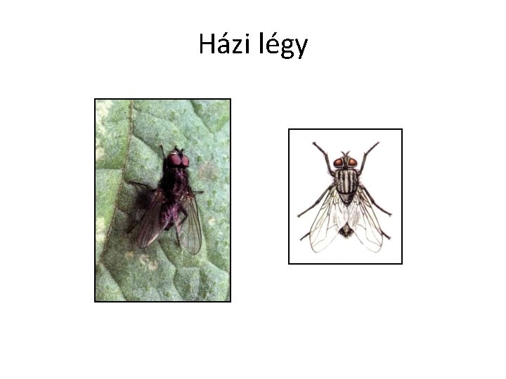 Házi légy 