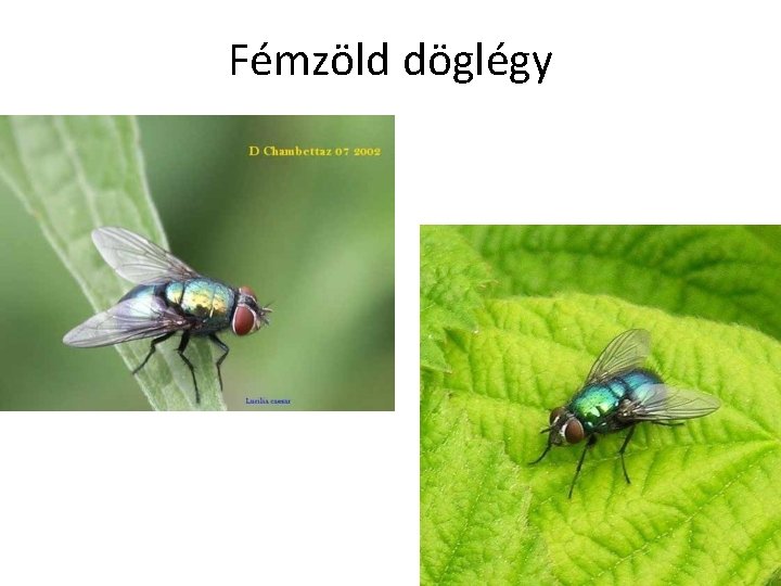 Fémzöld döglégy 