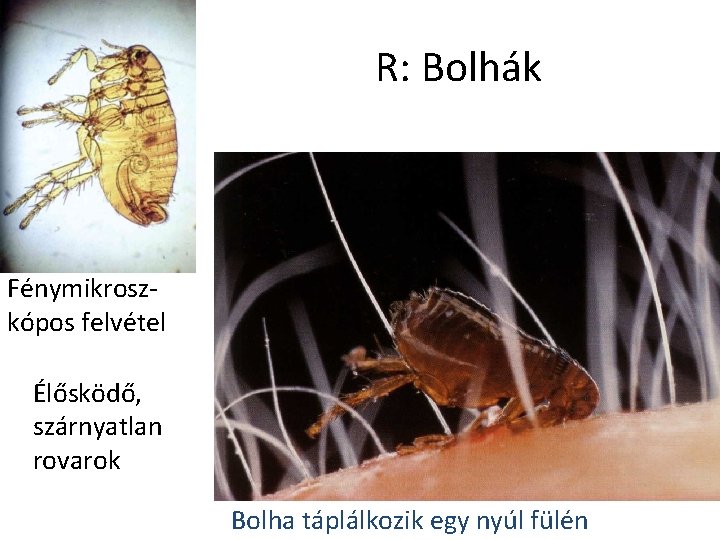 R: Bolhák Fénymikroszkópos felvétel Élősködő, szárnyatlan rovarok Bolha táplálkozik egy nyúl fülén 