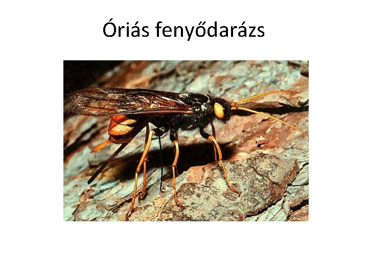 Óriás fenyődarázs 