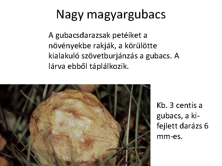 Nagy magyargubacs A gubacsdarazsak petéiket a növényekbe rakják, a körülötte kialakuló szövetburjánzás a gubacs.
