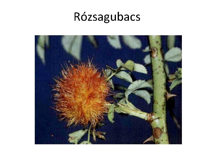 Rózsagubacs 