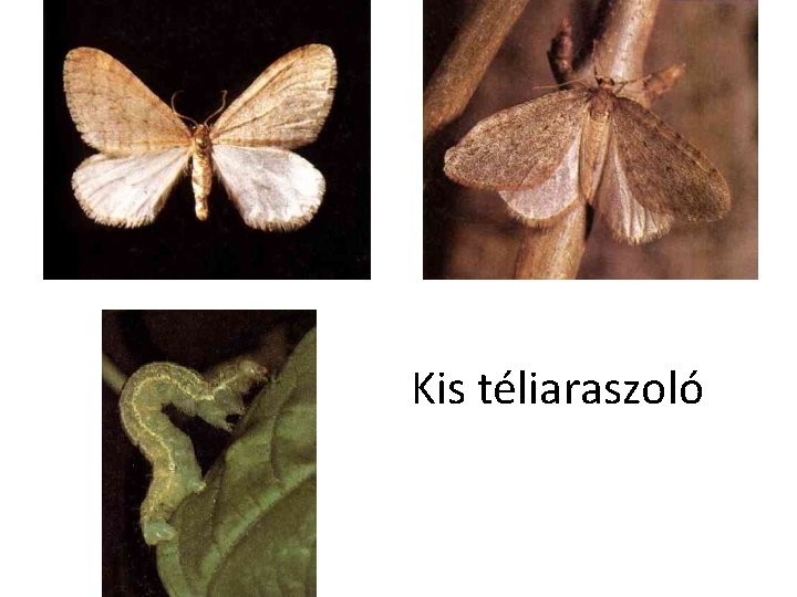 Kis téliaraszoló 