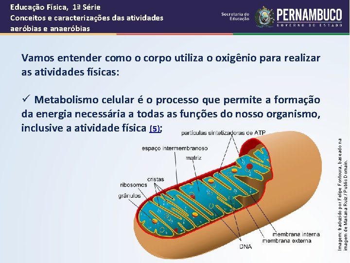 Educação Física, 1ª Série Conceitos e caracterizações das atividades aeróbias e anaeróbias Vamos entender