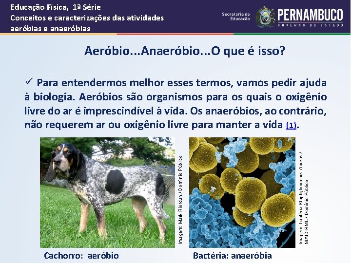 Educação Física, 1ª Série Conceitos e caracterizações das atividades aeróbias e anaeróbias Aeróbio. .