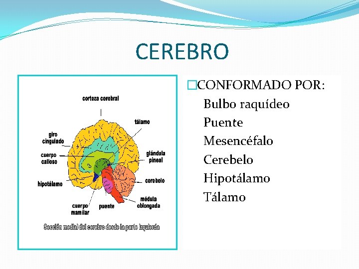 CEREBRO �CONFORMADO POR: Bulbo raquídeo Puente Mesencéfalo Cerebelo Hipotálamo Tálamo CEREBRO �CONFORMADO POR: Bulbo raquídeo Puente Mesencéfalo Cerebelo Hipotálamo Tálamo