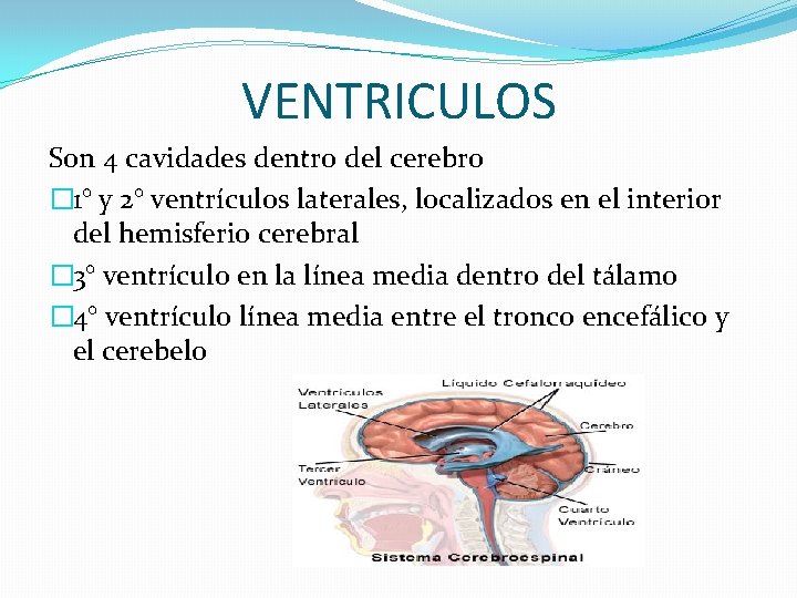 VENTRICULOS Son 4 cavidades dentro del cerebro � 1° y 2° ventrículos laterales, localizados