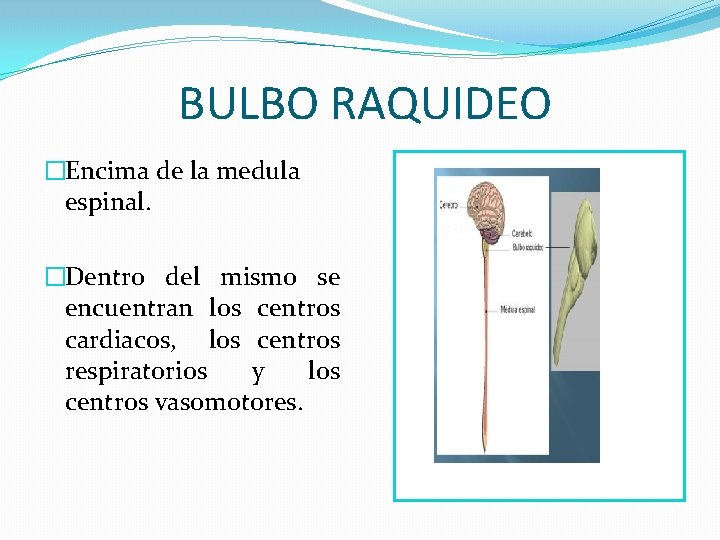 BULBO RAQUIDEO �Encima de la medula espinal. �Dentro del mismo se encuentran los centros BULBO RAQUIDEO �Encima de la medula espinal. �Dentro del mismo se encuentran los centros