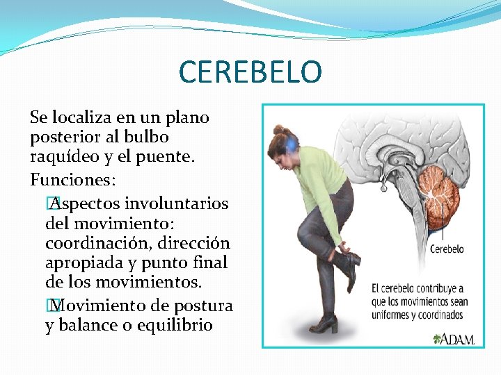 CEREBELO Se localiza en un plano posterior al bulbo raquídeo y el puente. Funciones: CEREBELO Se localiza en un plano posterior al bulbo raquídeo y el puente. Funciones: