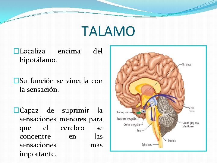 TALAMO �Localiza encima hipotálamo. del �Su función se vincula con la sensación. �Capaz de