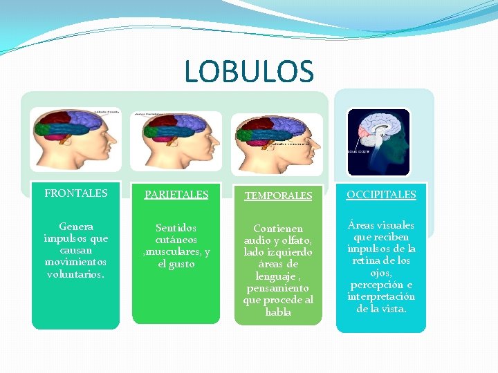 LOBULOS FRONTALES PARIETALES TEMPORALES OCCIPITALES Genera impulsos que causan movimientos voluntari 0 s. Sentidos LOBULOS FRONTALES PARIETALES TEMPORALES OCCIPITALES Genera impulsos que causan movimientos voluntari 0 s. Sentidos