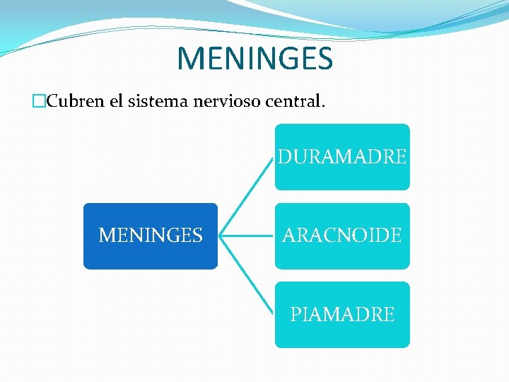 MENINGES �Cubren el sistema nervioso central. DURAMADRE MENINGES ARACNOIDE PIAMADRE 