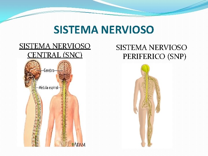 SISTEMA NERVIOSO CENTRAL (SNC) SISTEMA NERVIOSO PERIFERICO (SNP) 