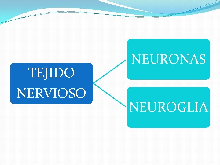 TEJIDO NERVIOSO NEURONAS NEUROGLIA 
