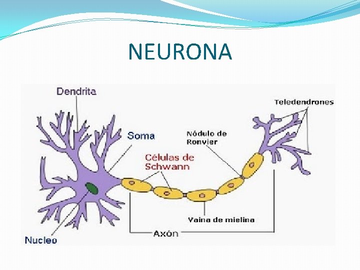 NEURONA 