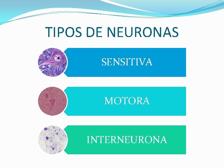 TIPOS DE NEURONAS SENSITIVA MOTORA INTERNEURONA 