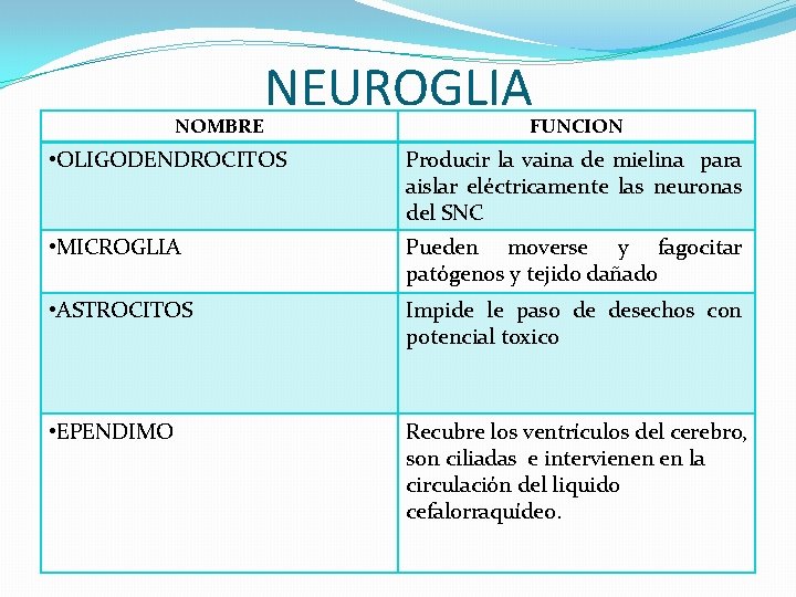 NOMBRE NEUROGLIA FUNCION • OLIGODENDROCITOS Producir la vaina de mielina para aislar eléctricamente las