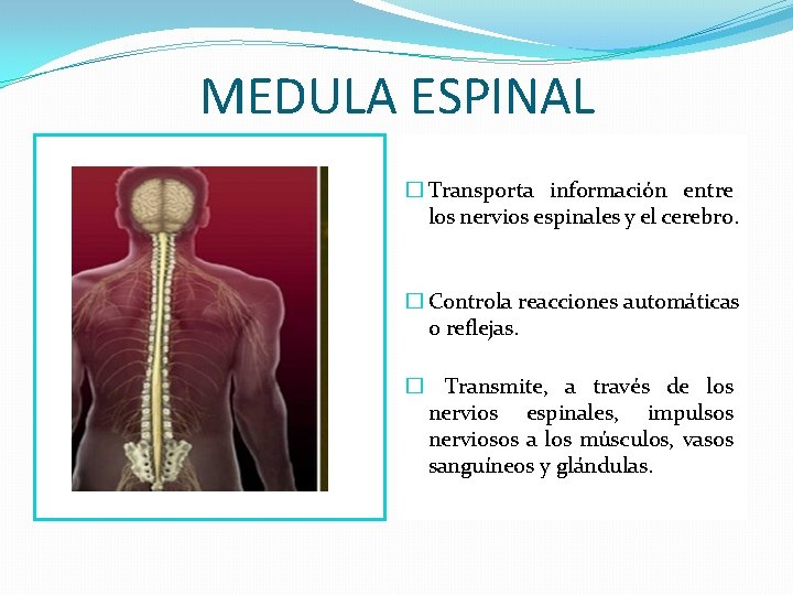 MEDULA ESPINAL � Transporta información entre los nervios espinales y el cerebro. � Controla