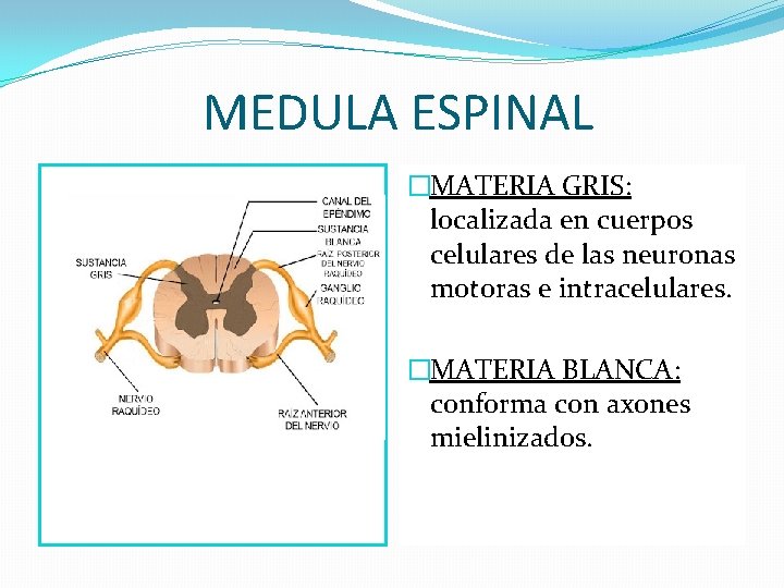 MEDULA ESPINAL �MATERIA GRIS: localizada en cuerpos celulares de las neuronas motoras e intracelulares.