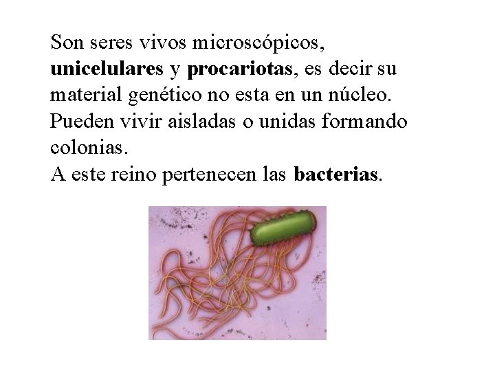 Son seres vivos microscópicos, unicelulares y procariotas, es decir su material genético no esta
