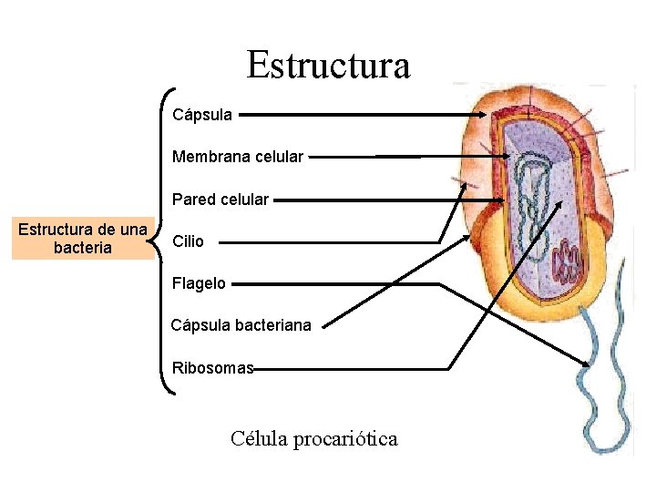 Estructura Cápsula Membrana celular Pared celular Estructura de una bacteria Cilio Flagelo Cápsula bacteriana