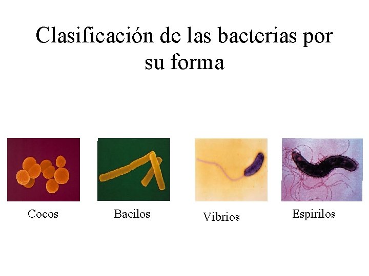 Clasificación de las bacterias por su forma Cocos Bacilos Vibrios Espirilos 
