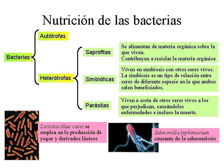 Nutrición de las bacterias Autótrofas Bacterias Heterótrofas Saprófitas Se alimentan de materia orgánica sobre
