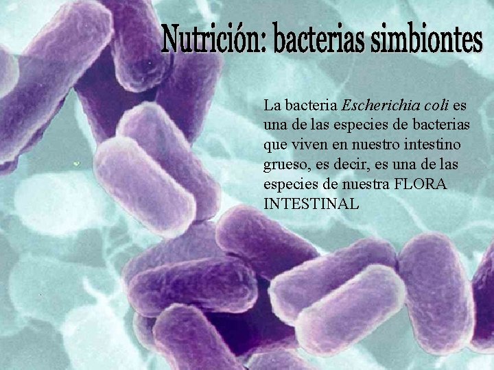 La bacteria Escherichia coli es una de las especies de bacterias que viven en