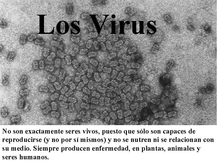Los Virus No son exactamente seres vivos, puesto que sólo son capaces de reproducirse