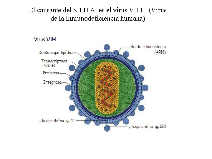 El causante del S. I. D. A. es el virus V. I. H. (Virus