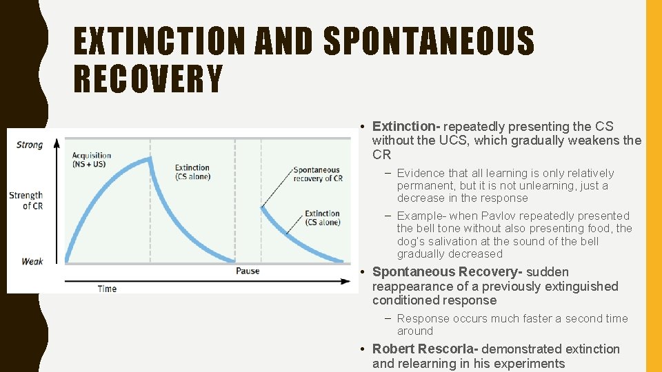 EXTINCTION AND SPONTANEOUS RECOVERY • Extinction- repeatedly presenting the CS without the UCS, which