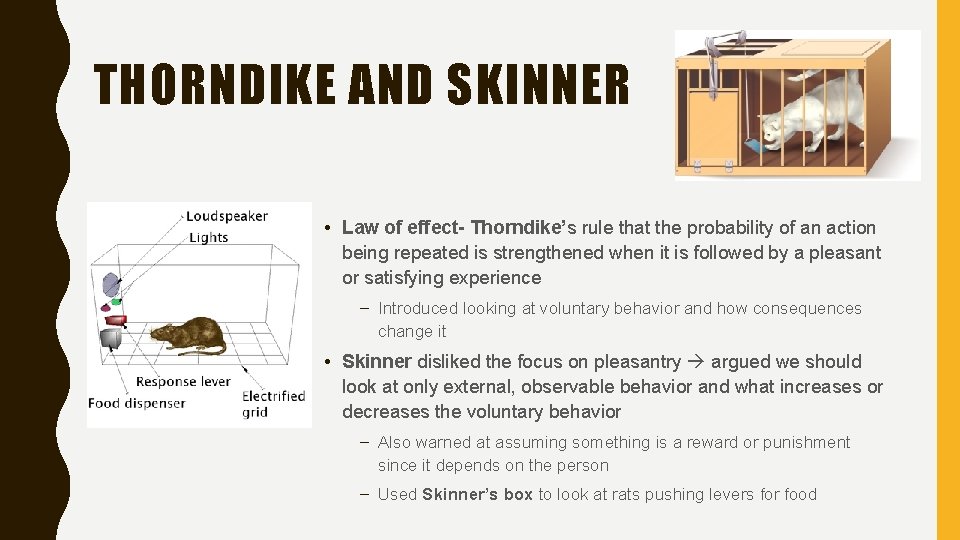 THORNDIKE AND SKINNER • Law of effect- Thorndike’s rule that the probability of an