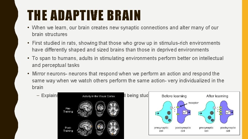 THE ADAPTIVE BRAIN • When we learn, our brain creates new synaptic connections and