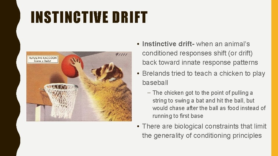 INSTINCTIVE DRIFT • Instinctive drift- when an animal’s conditioned responses shift (or drift) back