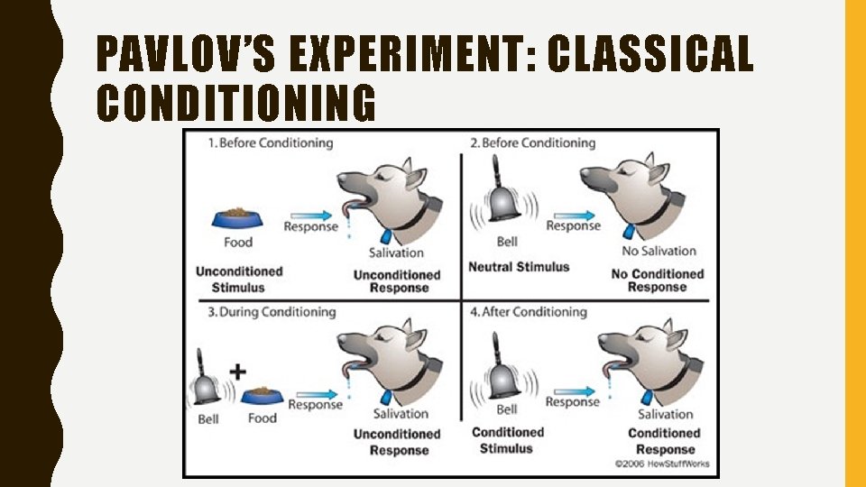 PAVLOV’S EXPERIMENT: CLASSICAL CONDITIONING 