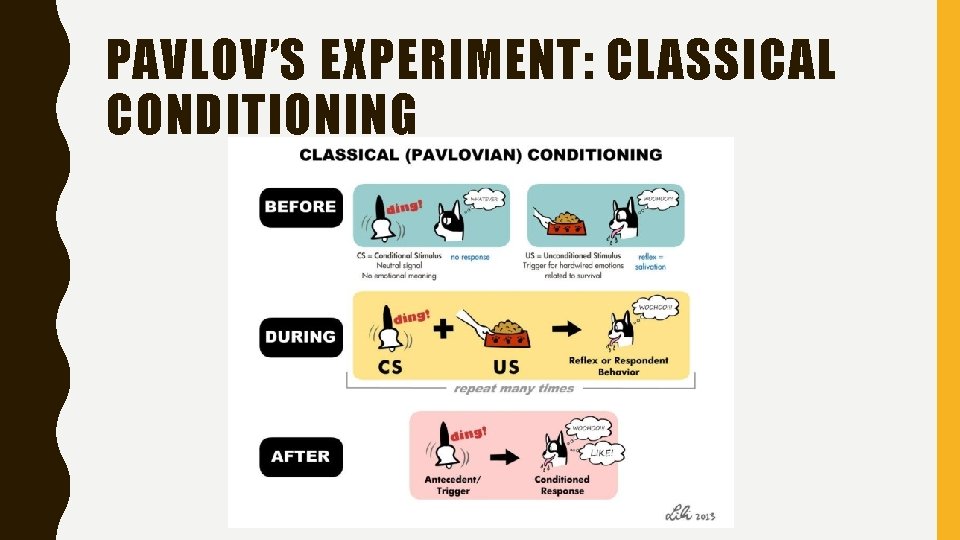 PAVLOV’S EXPERIMENT: CLASSICAL CONDITIONING 