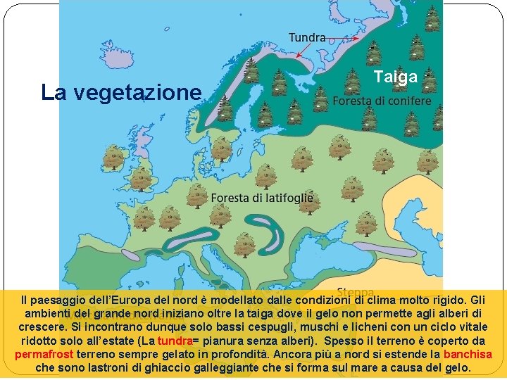 La vegetazione Taiga Il paesaggio dell’Europa del nord è modellato dalle condizioni di clima