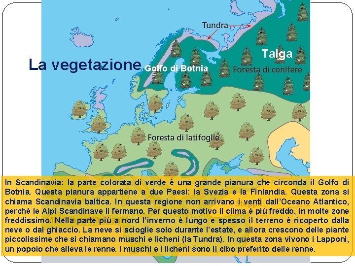 La vegetazione Golfo di Botnia Taiga In Scandinavia: la parte colorata di verde è