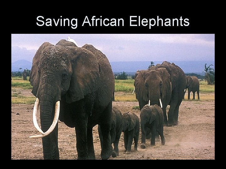 Saving African Elephants 