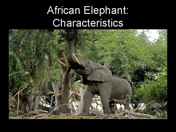 African Elephant: Characteristics 