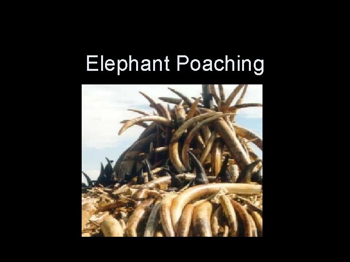 Elephant Poaching 