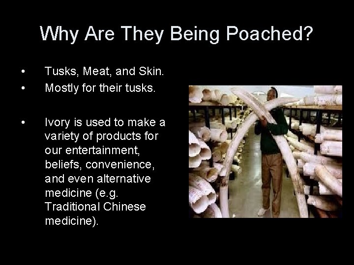 Why Are They Being Poached? • • Tusks, Meat, and Skin. Mostly for their