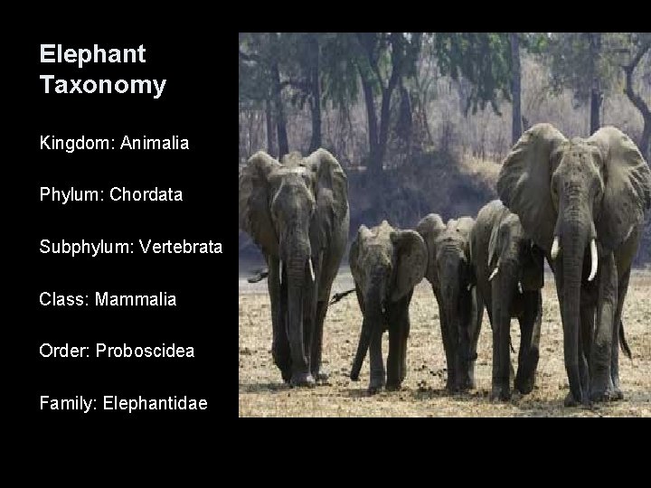 Elephant Taxonomy Kingdom: Animalia Phylum: Chordata Subphylum: Vertebrata Class: Mammalia Order: Proboscidea Family: Elephantidae