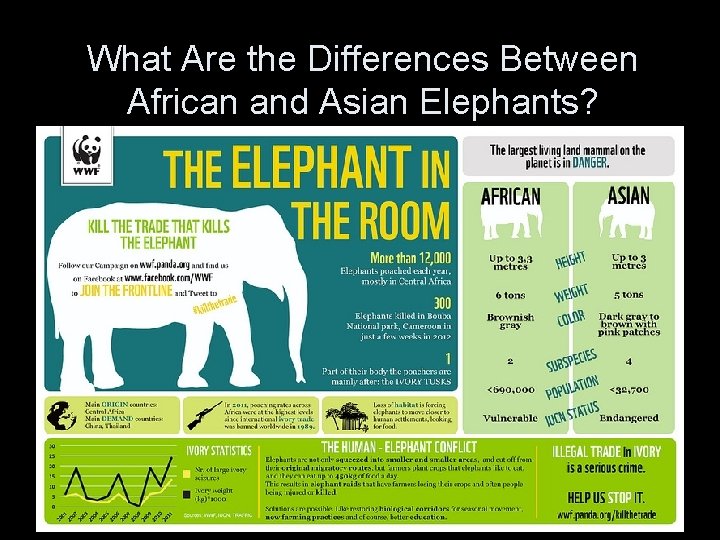 What Are the Differences Between African and Asian Elephants? 