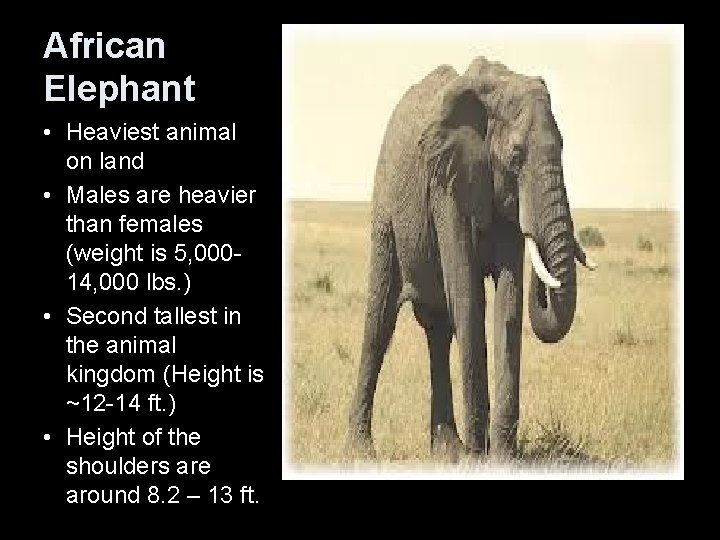 African Elephant • Heaviest animal on land • Males are heavier than females (weight