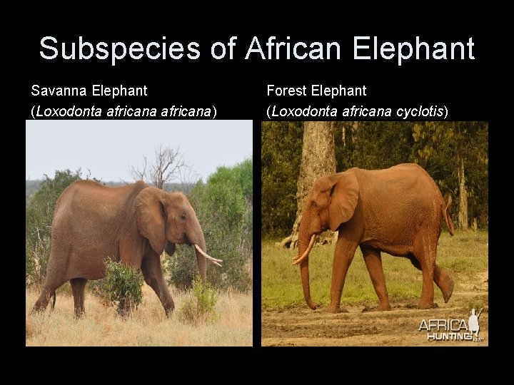 Subspecies of African Elephant Savanna Elephant (Loxodonta africana) Forest Elephant (Loxodonta africana cyclotis) 