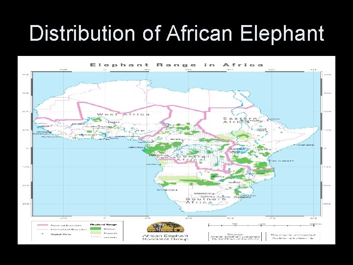 Distribution of African Elephant 