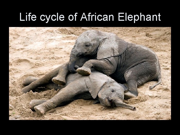Life cycle of African Elephant 