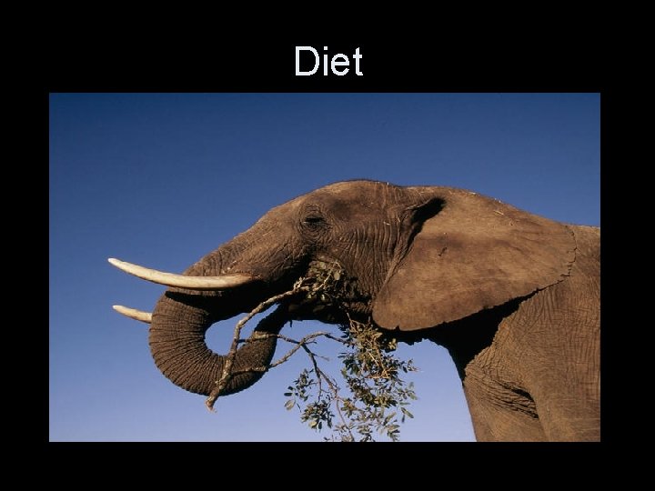 Diet 