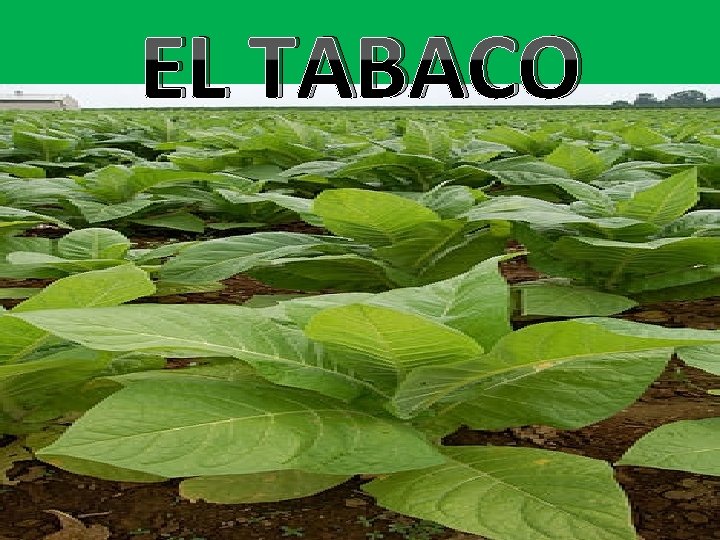 EL TABACO 